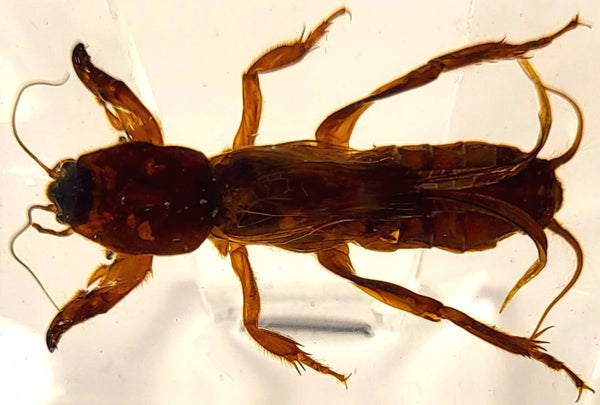 44mm Real Mole Cricket in Crystal Clear Lucite Resin, Preserved Specimen for Biology Science Education