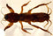 44mm Real Mole Cricket in Crystal Clear Lucite Resin, Preserved Specimen for Biology Science Education