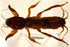 44mm Real Mole Cricket in Crystal Clear Lucite Resin, Preserved Specimen for Biology Science Education