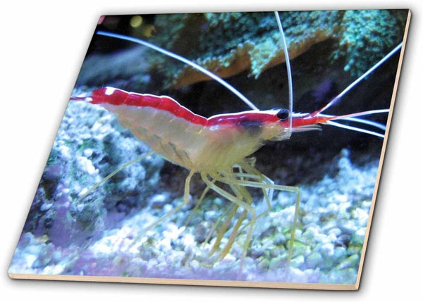 3dRose Closeup of Live Shrimp 4 Inch Ceramic Tile