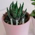 Haiyou 50pcs Floral Water Vials for Fresh Flowers Hydroponic Container Tubes for Easy Flower Arrangements Single Stem