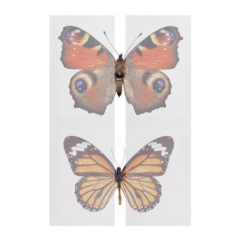 Lind Kitchen 1 Pack 420 70mm 20 x x Making Insect Specimen Tools Kit Wings Pressing Paper Insect Pins Insect Pinning