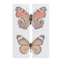 Lind Kitchen 1 Pack 420 70mm 20 x x Making Insect Specimen Tools Kit Wings Pressing Paper Insect Pins Insect Pinning