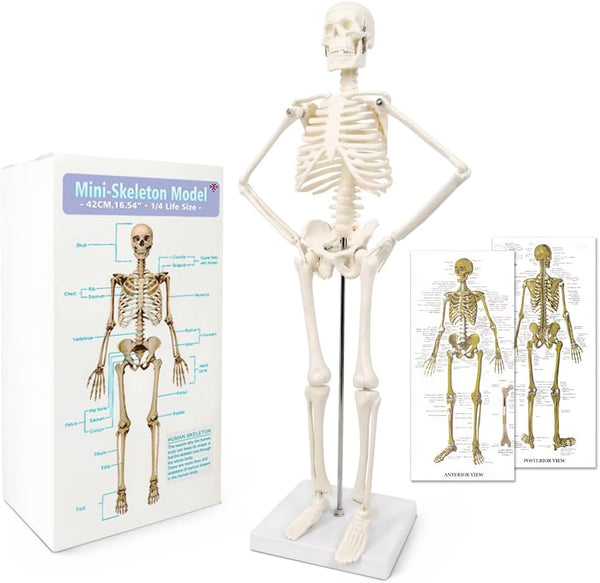 NEW HORIZON 17.7 Human Skeleton Model for Anatomy,Movable Arms Legs Bones Structures,Whole