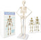 NEW HORIZON 17.7 Human Skeleton Model for Anatomy,Movable Arms Legs Bones Structures,Whole