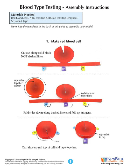 3D (24-7782) NewPath Blood Type Testing Paper Model Making Kit - Individual Student Edition