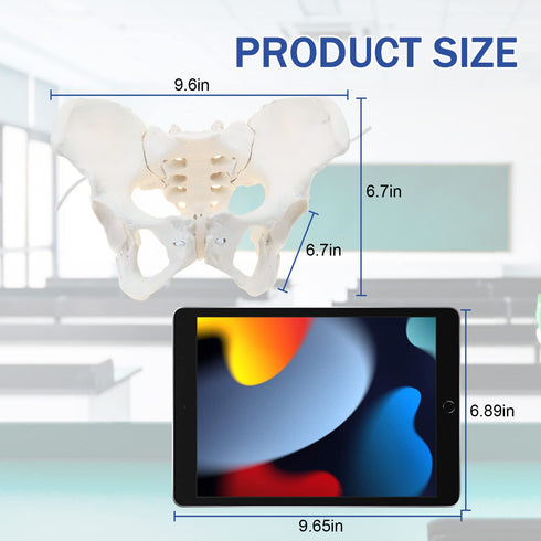 Communication, LYOU Life-Size Flexible Female Pelvis Model for Science Education, Obstetrics, Gynecology & Patient
