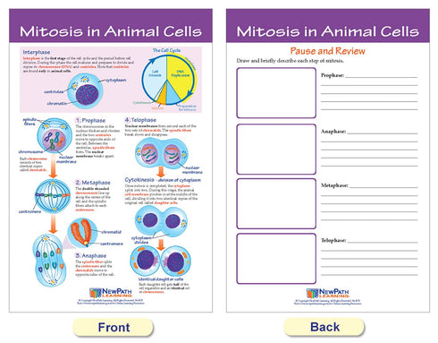 NewPath Learning Mitosis Bulletin Board Chart Set, Pack of 5 (94-7014)