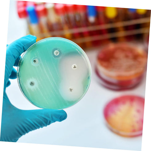 Healeved 10pcs Petri Dishes with Lid, Culture Plate for Blood Samples, Agar Plates, Plastic Disposable
