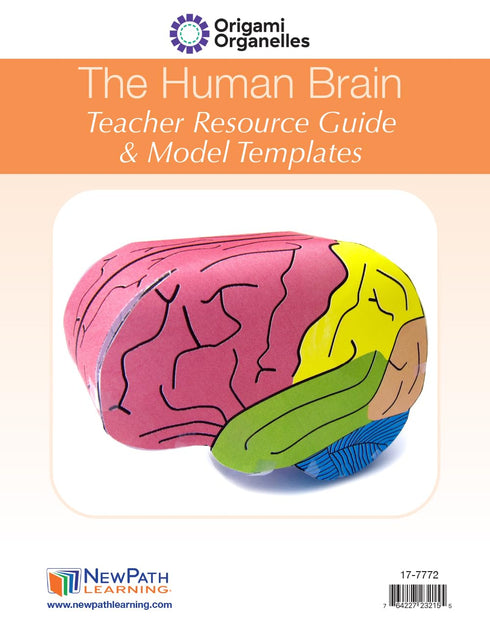 3-D (24-7772) NewPath Human Brain Paper Model Making Kit - Individual Student Edition