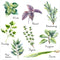 Zaiphany Herb Wall Decals Stickers Peel and Stick,Kitchen Stickers Decals for Cabinet Peel