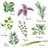 Zaiphany Herb Wall Decals Stickers Peel and Stick,Kitchen Stickers Decals for Cabinet Peel