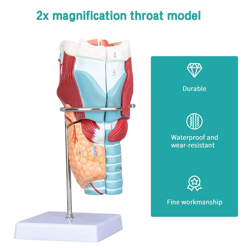 2X Detailed Human Throat Model - Perfect for Science Education