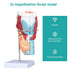 2X Detailed Human Throat Model - Perfect for Science Education