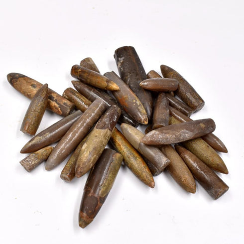 10pcs Paleontology Belemnite Specimen Science Ornament for Laboratory Supply