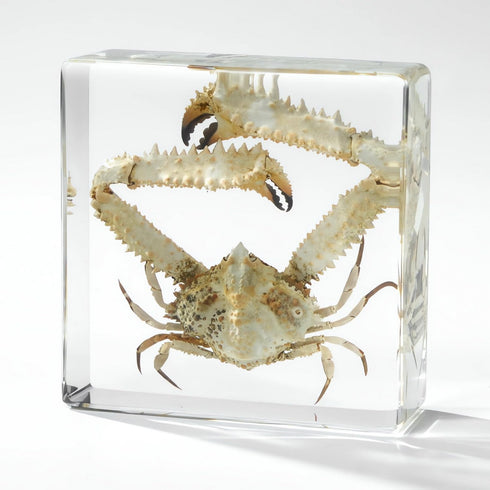 Aolowewin (3.0x3.0x0.8-inch) Taxidermy Crabs, Real Oceans Animals Specimen in Resin Preserved, Clear for Closer-Look