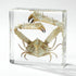 Aolowewin (3.0x3.0x0.8-inch) Taxidermy Crabs, Real Oceans Animals Specimen in Resin Preserved, Clear for Closer-Look