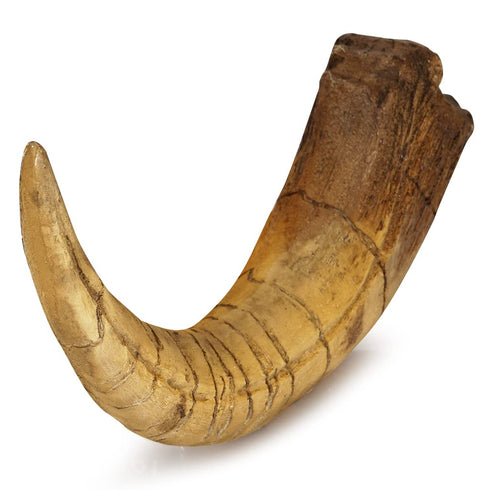 Pumnao Fossilized Teeth and Claws of Various Prehistoric Dinosaurs, Megalodon Shark Teeth, and High-Fidelity Replicas
