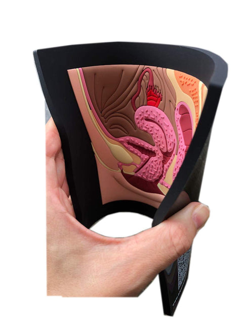 6.5x8inch Female reproductive Part Rubber matt Model, Female Genital Organ, Uterine Medical Teaching Anatomical