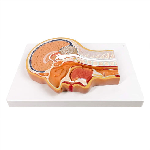 EVOTECH SCIENTIFIC Human Relief Median Section Head Model, Head and Brain Model, Medical Head Brain Neck Median Section