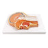 EVOTECH SCIENTIFIC Human Relief Median Section Head Model, Head and Brain Model, Medical Head Brain Neck Median Section