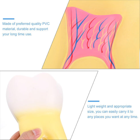 UPKOCH Molar Teeth Model for Dentist Simulation PVC Anatomical Tooth Specimen Oral Health Display Model for Teaching