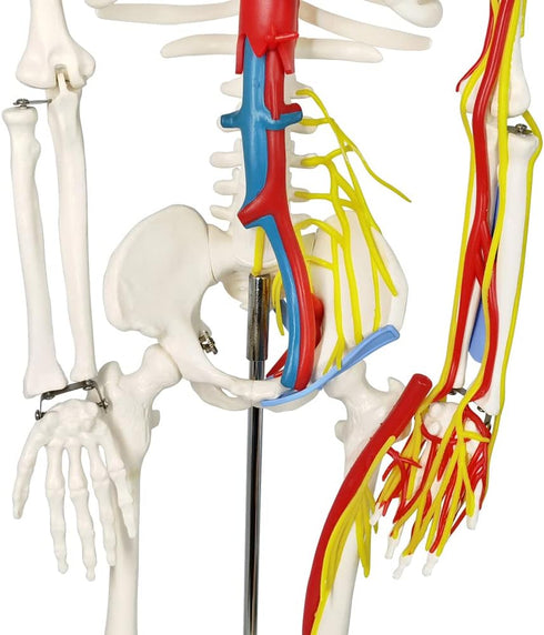 33" Human Skeleton Model with Nerves, Veins and Arteries, Removable Skull Cap, and Articulated Mandible - Includes