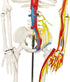 33" Human Skeleton Model with Nerves, Veins and Arteries, Removable Skull Cap, and Articulated Mandible - Includes