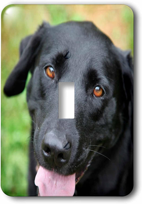 3dRose lsp_206817_1 Black Labrador Single Toggle Switch, Multicolor