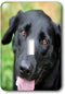 3dRose lsp_206817_1 Black Labrador Single Toggle Switch, Multicolor