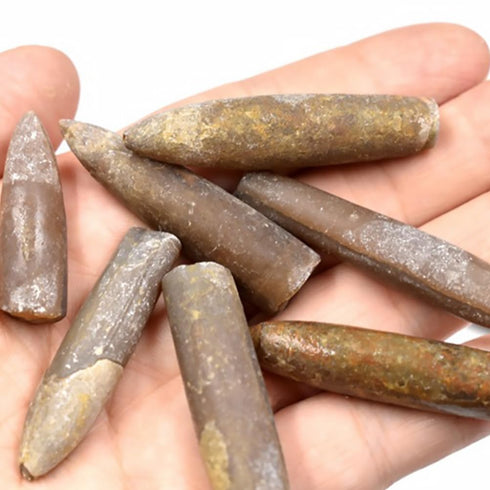 10pcs Paleontology Belemnite Specimen Science Ornament for Laboratory Supply