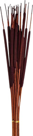 Set of 5 Natural Dried Pencil, 26", 125pcs, Dark Brown Cattail, Large Bunches