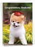 The Best Card Company Graduation Greeting Card with Envelope - Congratulations Graduate Notecard, School, College