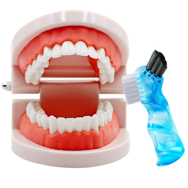 Dental Teeth Model with Denture Toothbrush, Standard Teeth Model Brushing Tooth, Denture