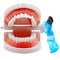 Dental Teeth Model with Denture Toothbrush, Standard Teeth Model Brushing Tooth, Denture