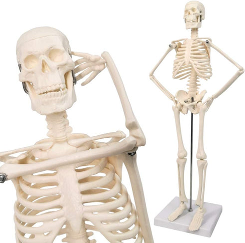 17.7 NEW HORIZON Human Skeleton Model for Anatomy,Movable Arms Legs Bones Structures,Whole Spine Ribs Skeleton