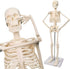17.7 NEW HORIZON Human Skeleton Model for Anatomy,Movable Arms Legs Bones Structures,Whole Spine Ribs Skeleton