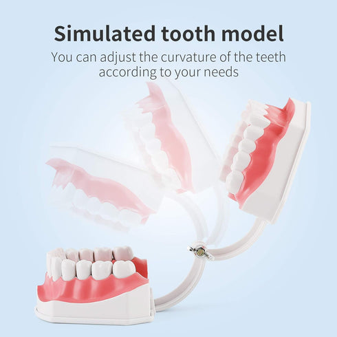 Annhua Large Dental Teeth Model with Denture Toothbrush, 2 Times Brushing Teaching Tools for Kids, Dental Students