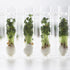 Frcctre 48 Pack 50ml Glass Test Tubes with Cork Stoppers, Clear Round Bottom for Experiments & Storage