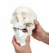 3-Part, Wellden Medical Anatomical Human Skull Model, Numbered, Life Size