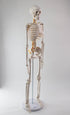 34 NEW HORIZON Human Skeleton Model for Anatomy Tall Life Size Skeleton with Detachable Metal Base for Classroom