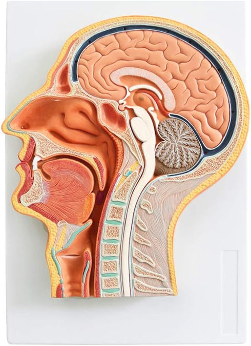 EVOTECH SCIENTIFIC Human Relief Median Section Head Model, Head and Brain Model, Medical Head Brain Neck Median Section