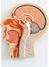 EVOTECH SCIENTIFIC Human Relief Median Section Head Model, Head and Brain Model, Medical Head Brain Neck Median Section