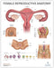 Anatomy Lab Human Female Reproductive System Anatomy Poster, 17.3 x 22.5 Inches