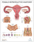 Anatomy Lab Human Female Reproductive System Anatomy Poster, 17.3 x 22.5 Inches