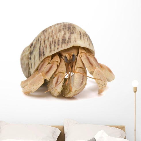 Wallmonkeys Crawling Hermit Crab Wall Decal Peel and Stick Graphic (36 in