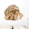 Wallmonkeys Crawling Hermit Crab Wall Decal Peel and Stick Graphic (36 in