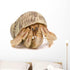 Wallmonkeys Crawling Hermit Crab Wall Decal Peel and Stick Graphic (36 in