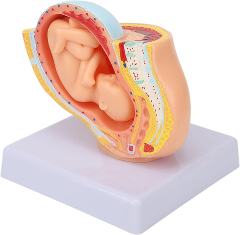 9 Dioche Pregnant Woman Anatomical Pelvis Model, Anatomical Pregnant Human Female Pelvis with Pregnancy Months Baby