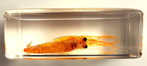 44mm Real Shrimp in Crystal Clear Lucite Resin Specimen Preserved Oriental Freshwater River Prawn Macrobrachium